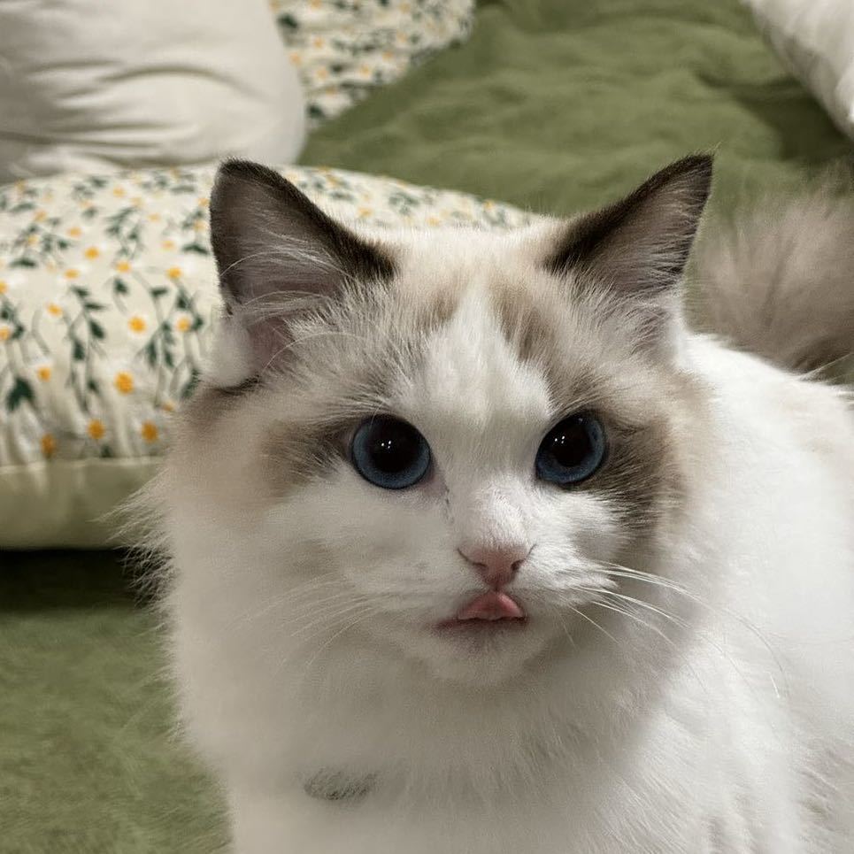 Cat portrait
